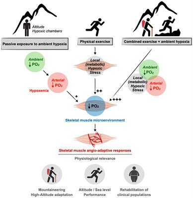 Altitude, Exercise, and Skeletal Muscle Angio-Adaptive Responses to Hypoxia: A Complex Story